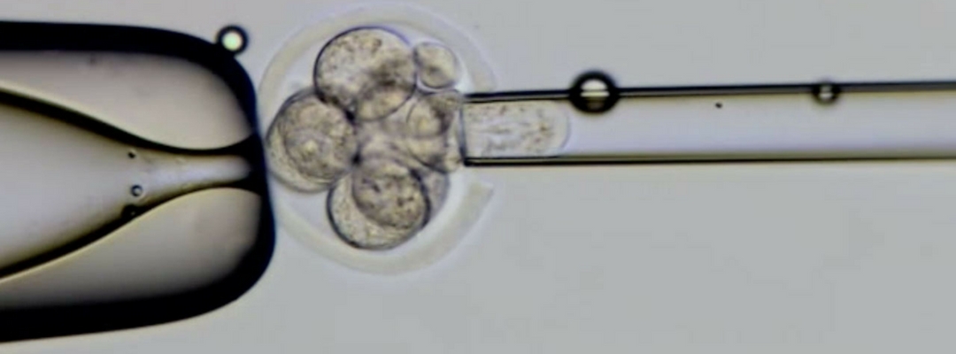 Embryology Course, How Does Embryology Course Make a Difference in Your Career?